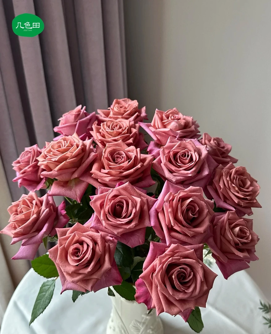 调香师----单头玫瑰云南直发鲜花