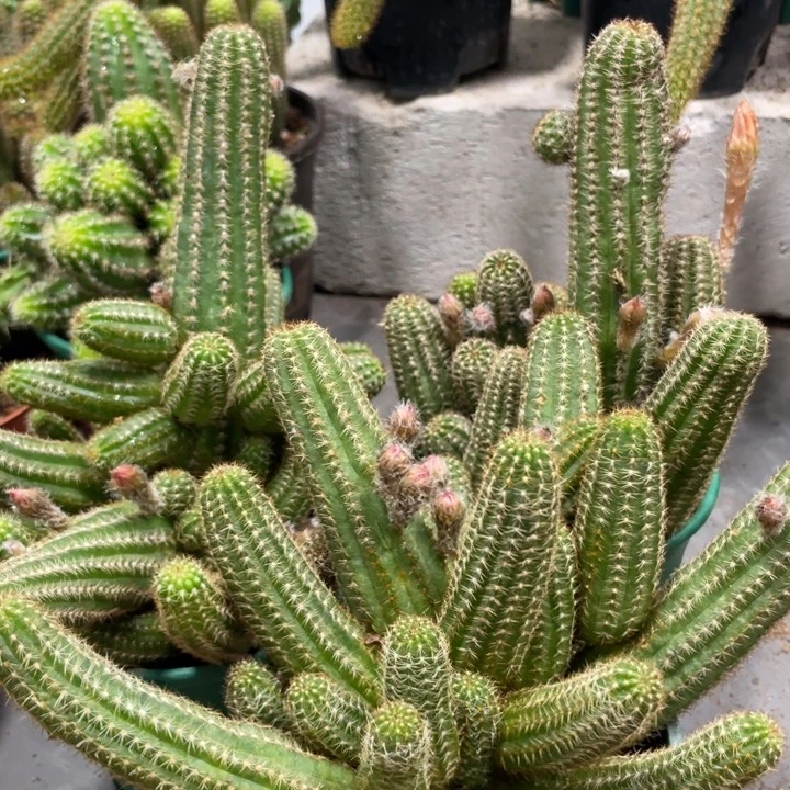 群生多头新品白檀绯红皇后带花苞