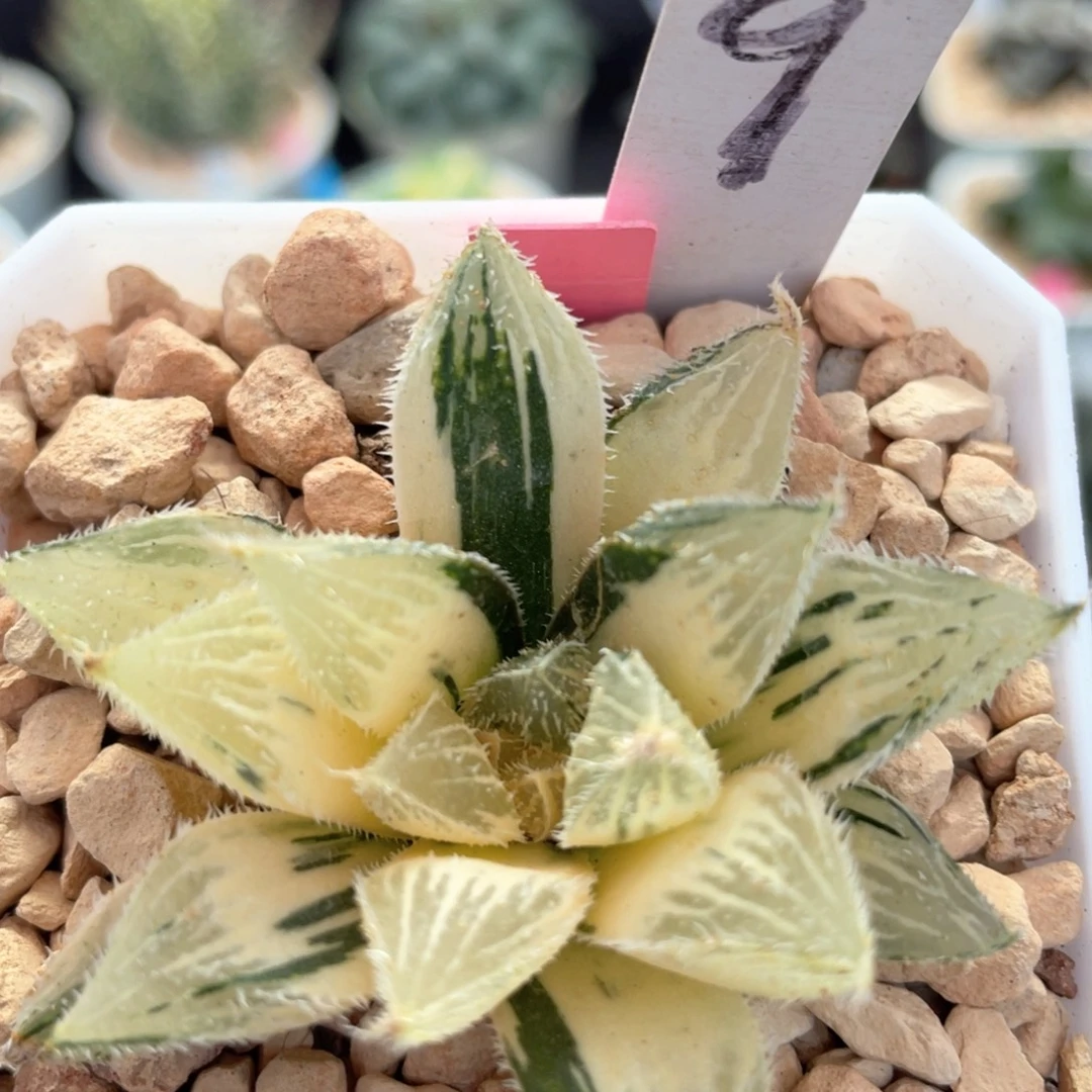 9绘卷玉露锦。