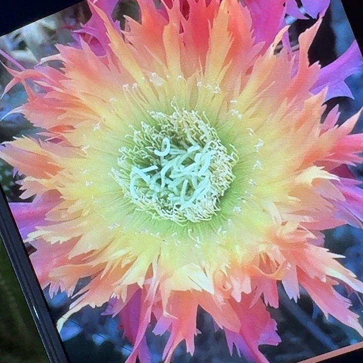 112 侧芽5公分毛花柱仙人球（20包邮
