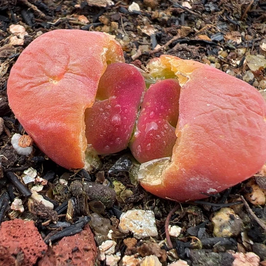 3.8好看的多肉脱土发货474