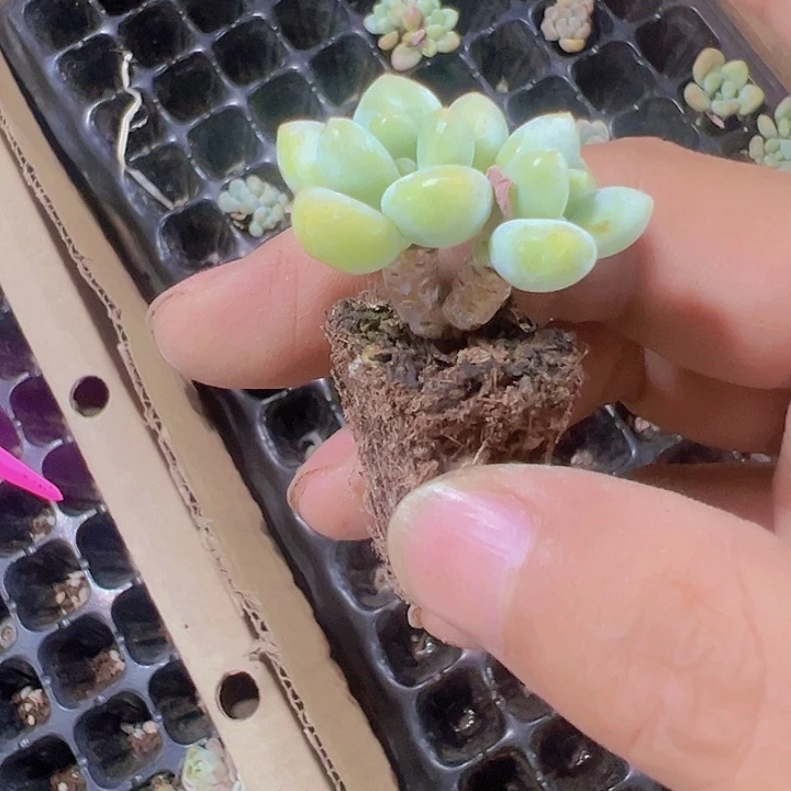 洛神精品多肉植物大战