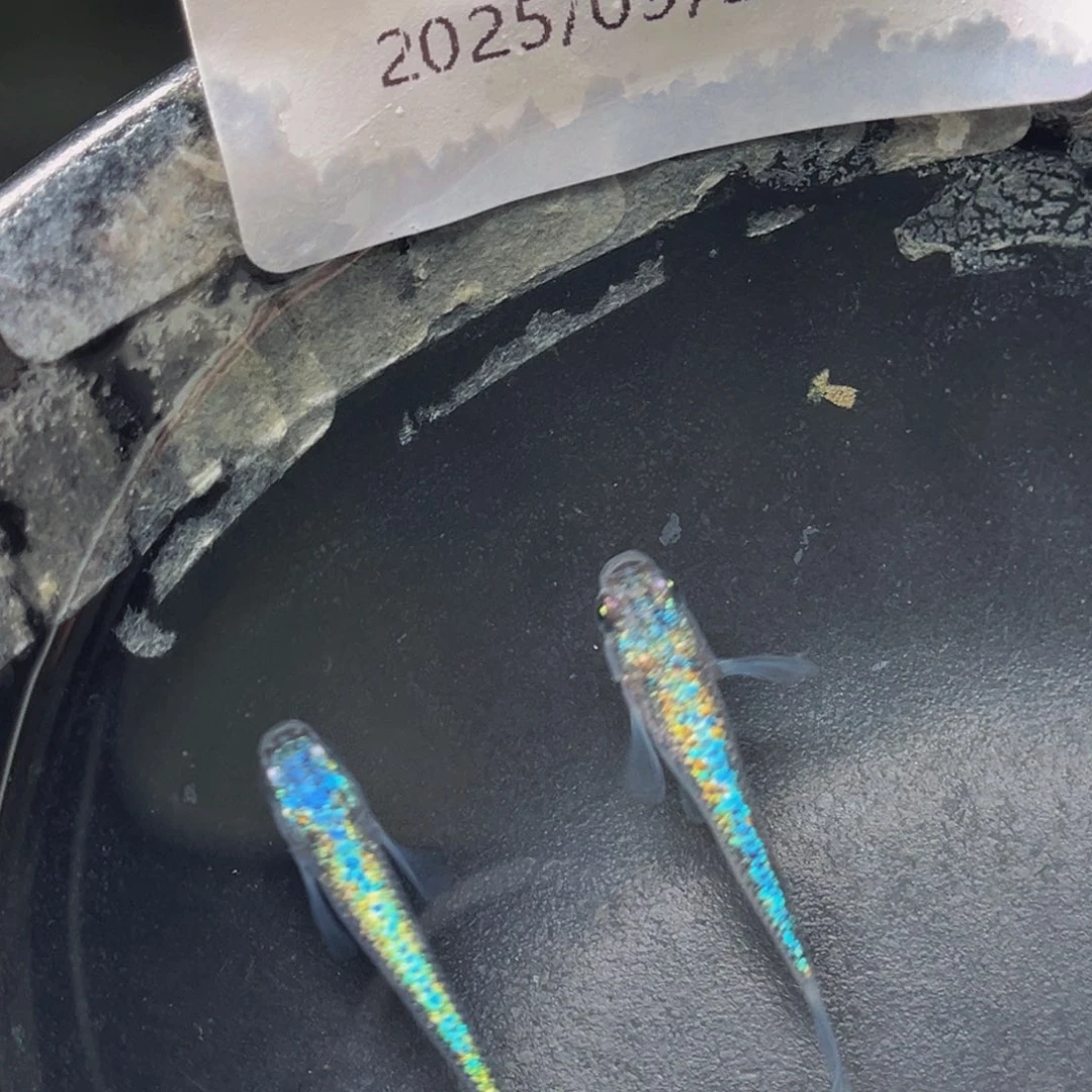 青鳉211海王星无背鳍一对