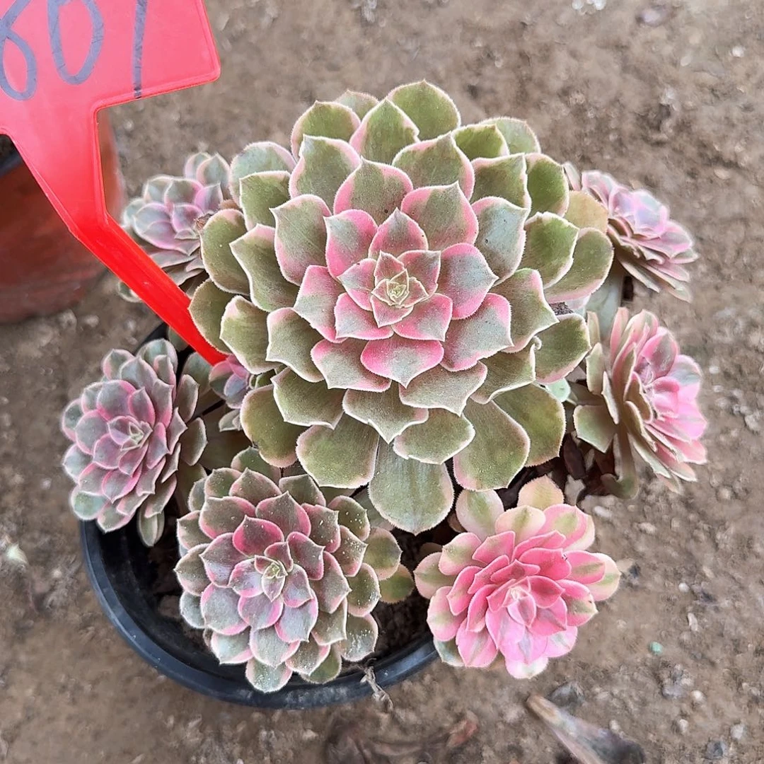 4-869倾城之恋多肉植物