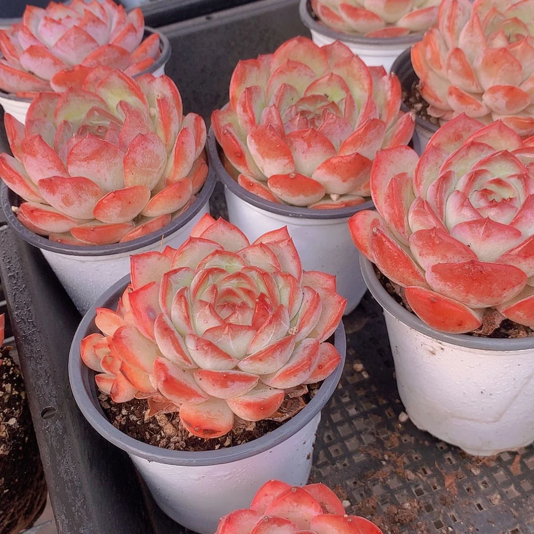 草莓杏仁35678899990000