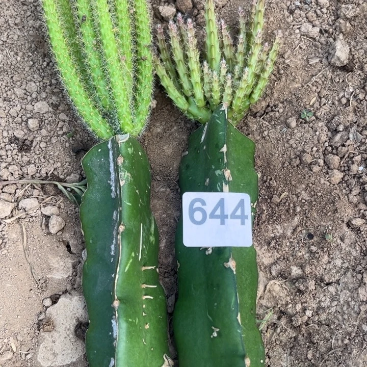 一棵紫色鼠尾一棵令剑糖果粉色644