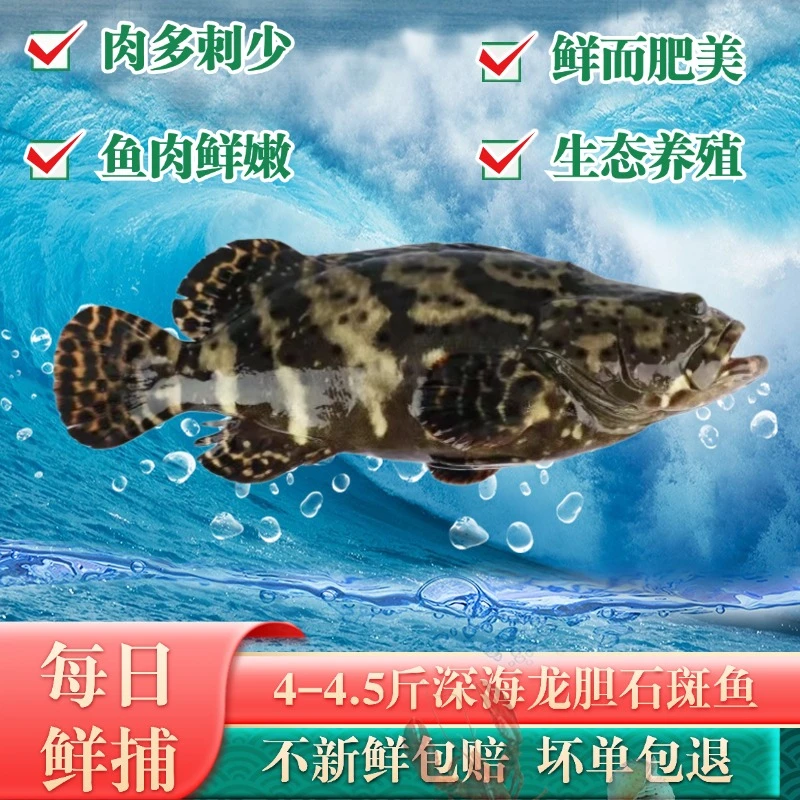 4-4.5斤新鲜湛江深海龙胆石斑鱼 深海鱼海鲜水产送礼生猛海鲜生鲜