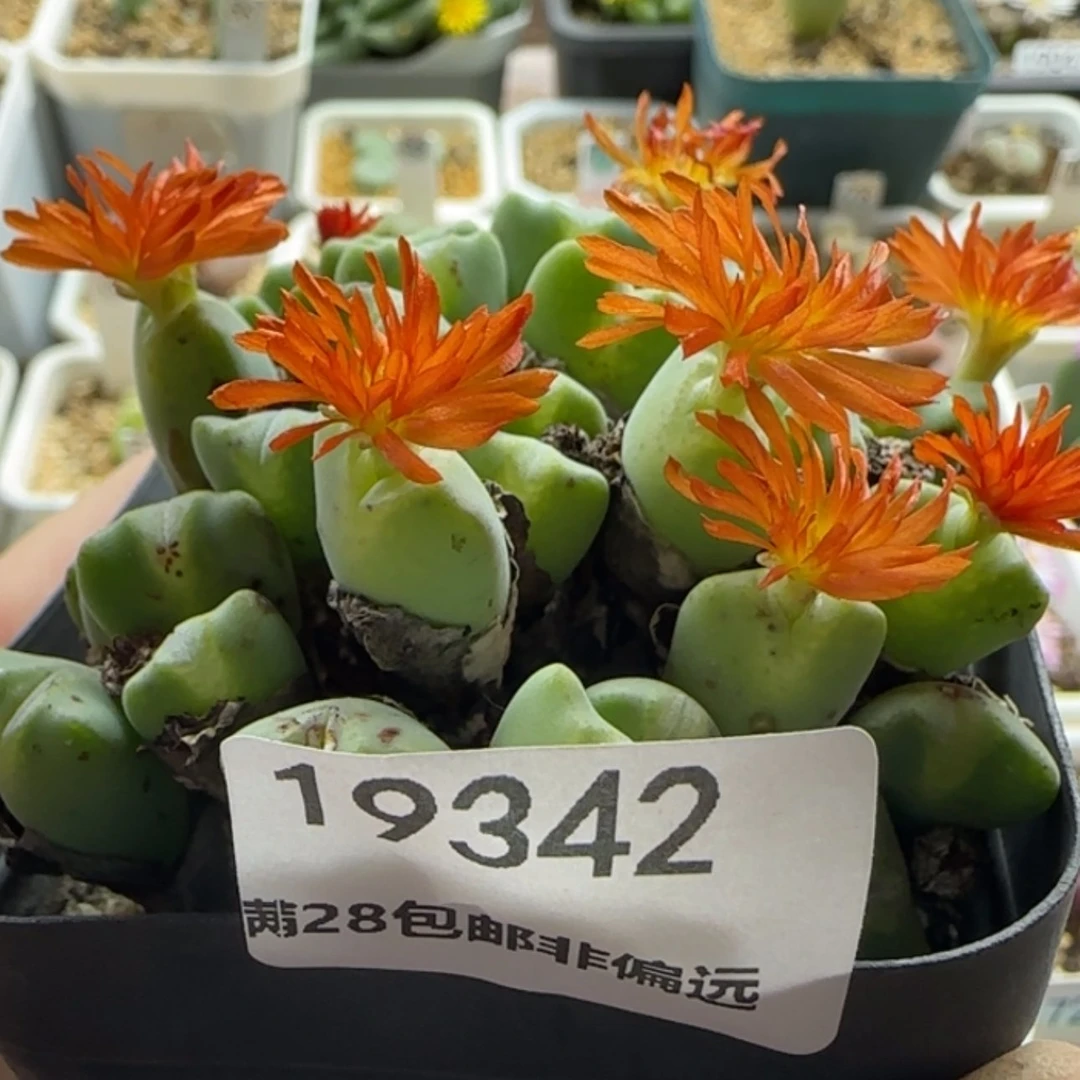 【闪购商品】胖***119342