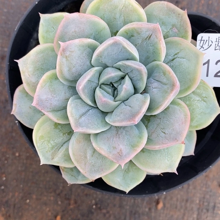 1201杂交老桩基地～10厘米