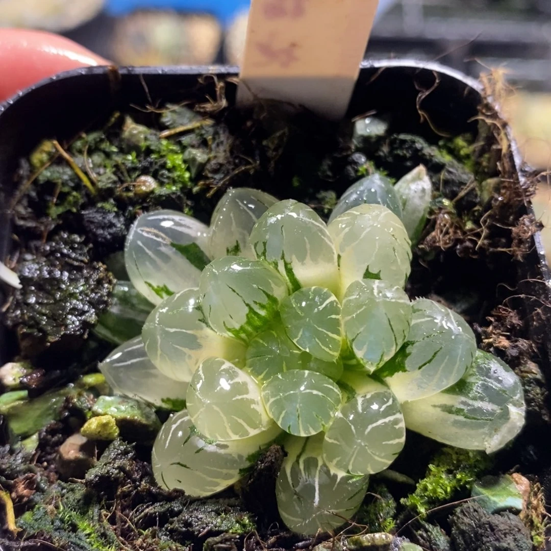 不开花植物110玉露十二卷多肉植物