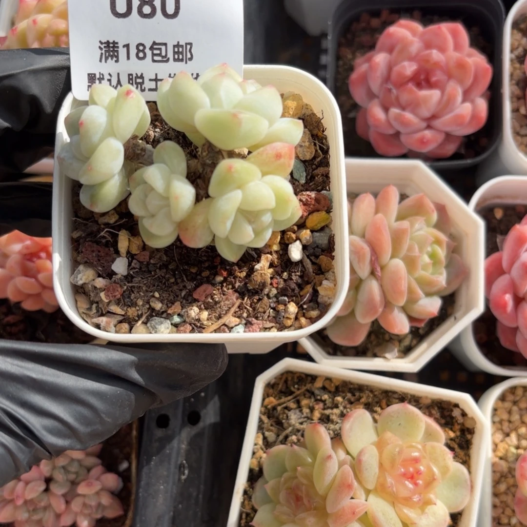 东篱下多肉植物哈哈哈80