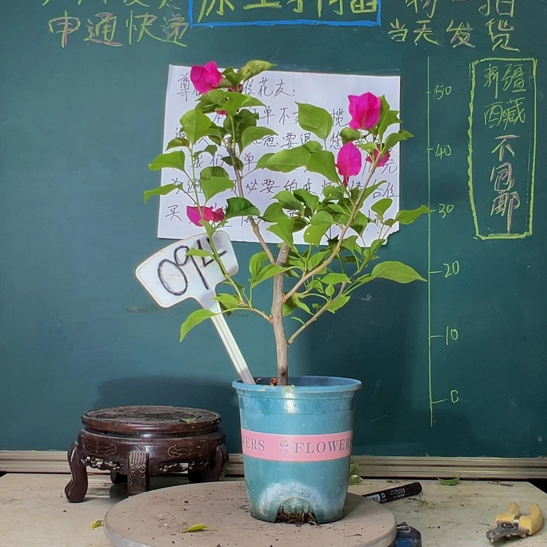当前无花栽培后可以开花玫瑰红094