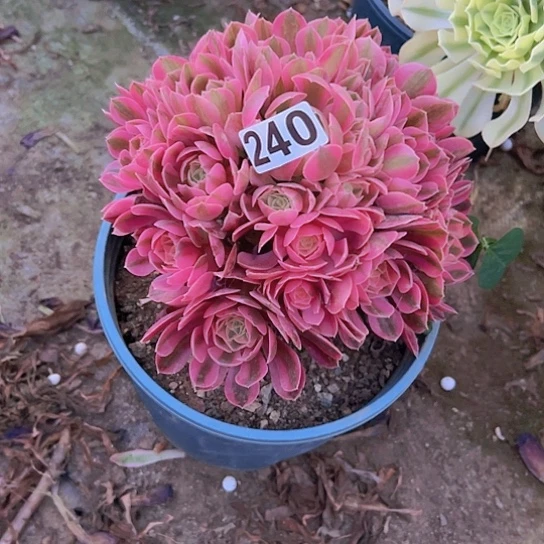 麦***天一颗多肉法师植物