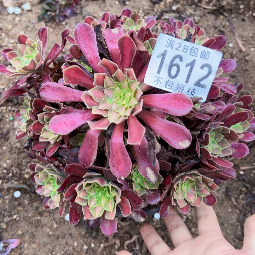 夕阳多肉植物法师1612