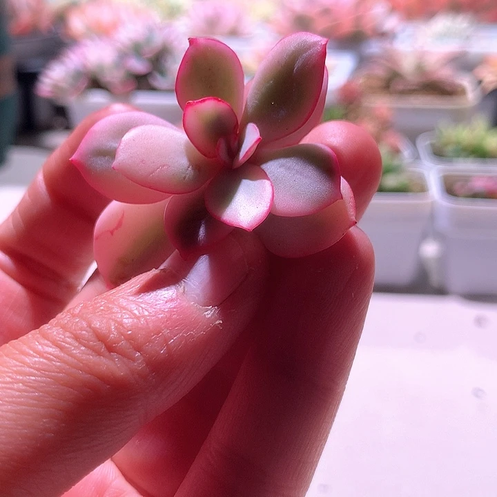 布鲁蓝白覆轮锦砍头