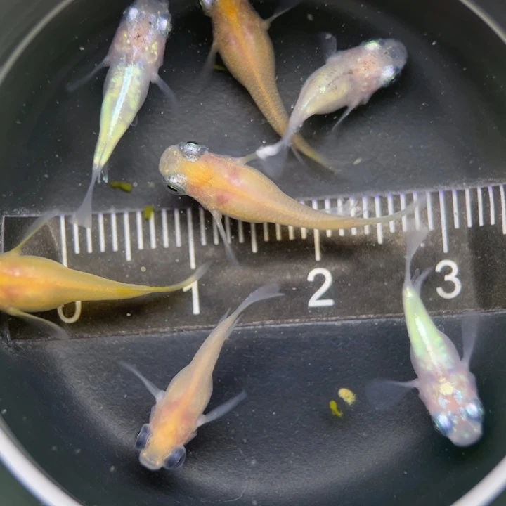 海水鱼混搭球球59号