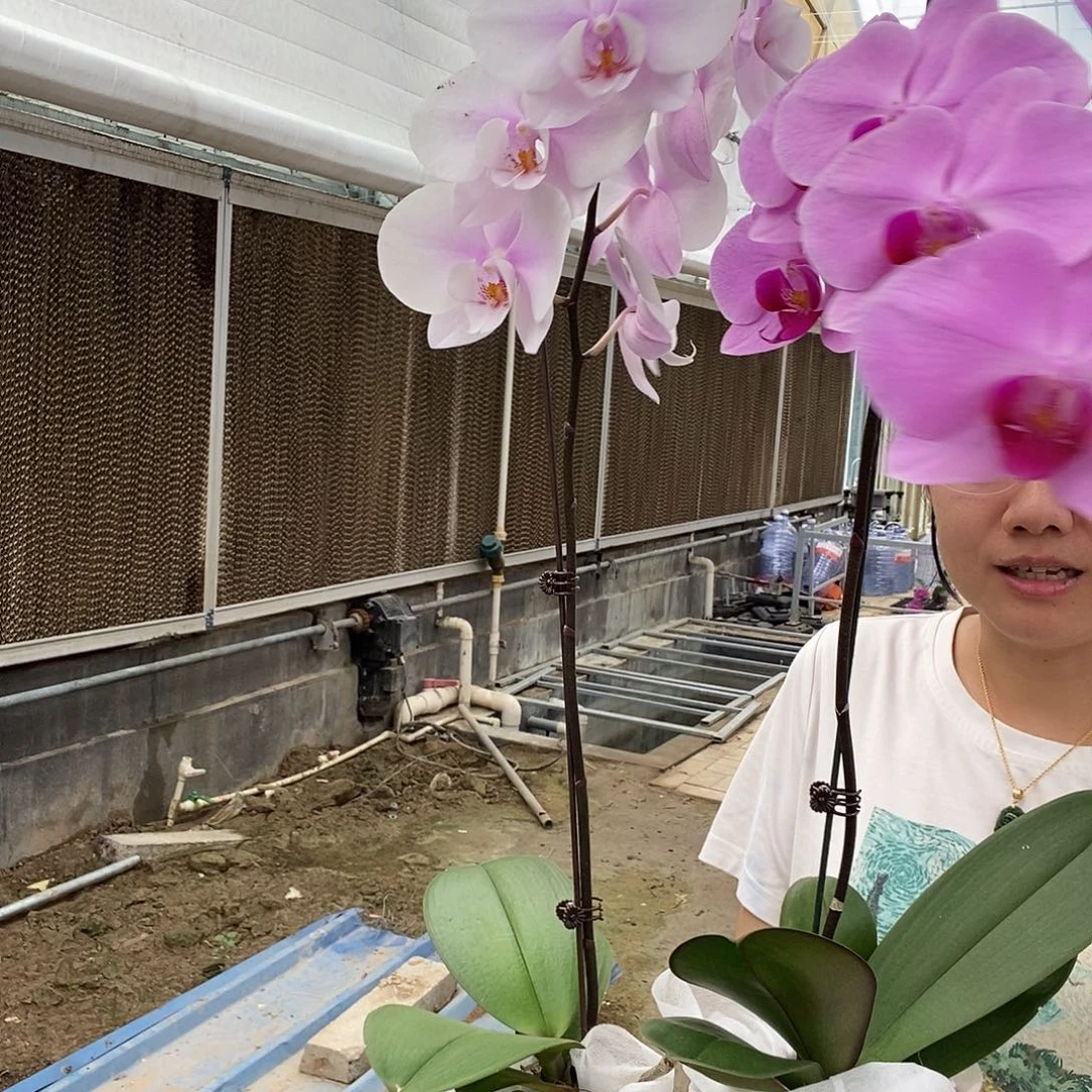 完全开放阿尔提亚，明尼阿波利斯两颗组合