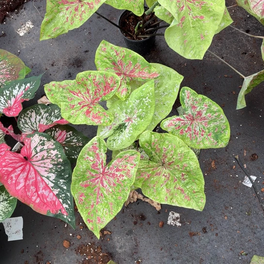 宋***恬大部分花苞少量开放覆盆子