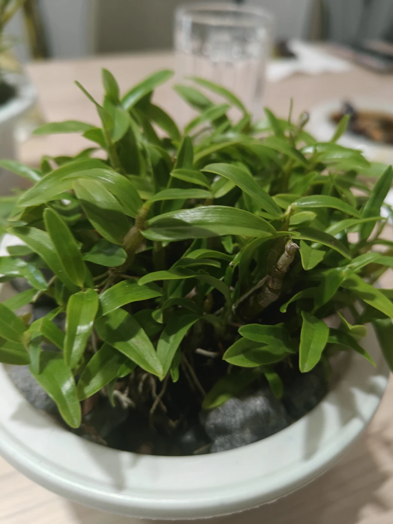 霍山米斛盆栽店长推荐