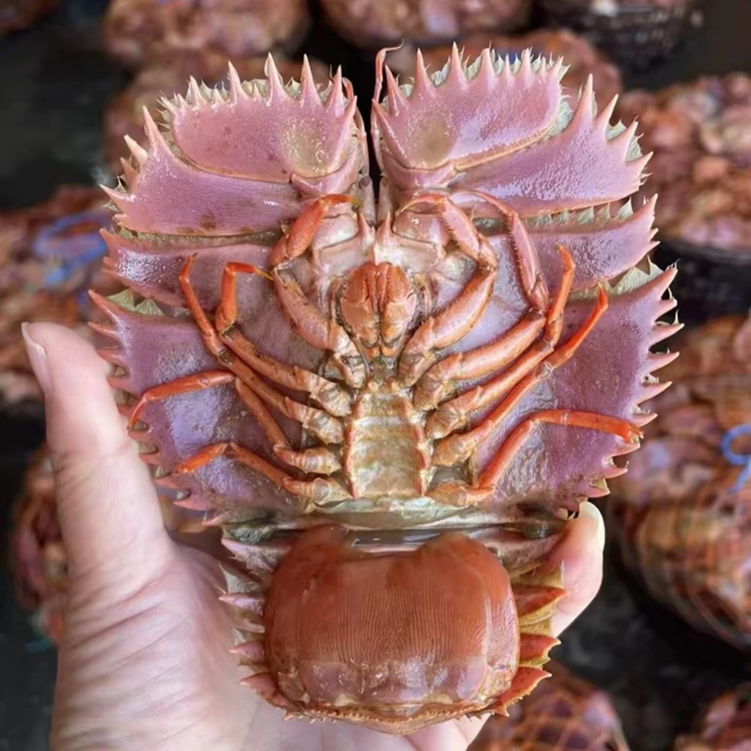 纯野生【保鲜不保活】台州琵琶虾 虾排 充氧活发顺丰包邮介意慎拍