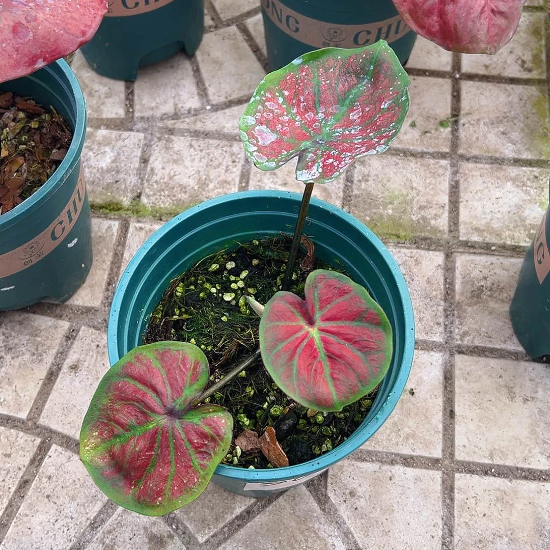 且***吟完全开放一物一拍3661