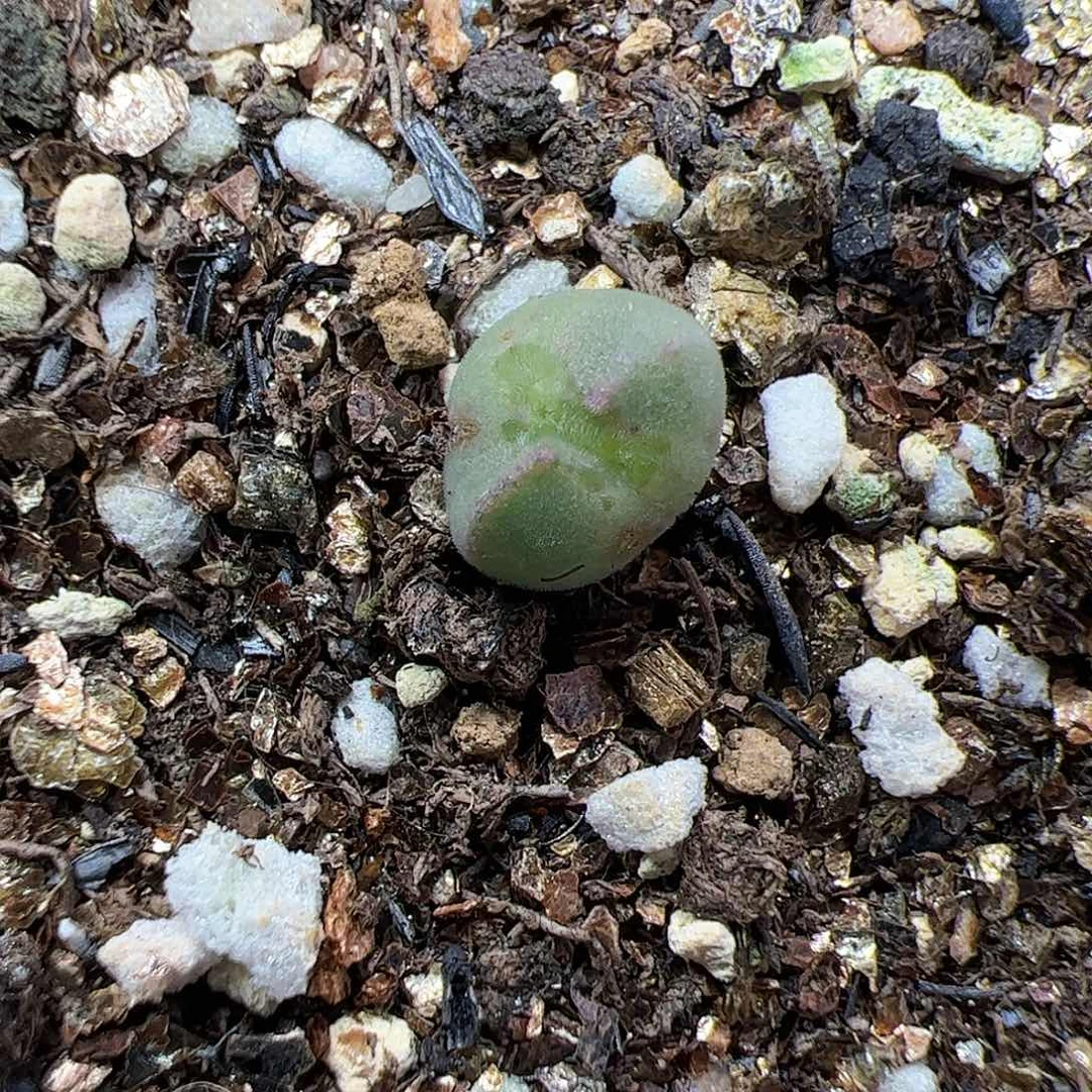 【闪购商品】我****爱57 减券