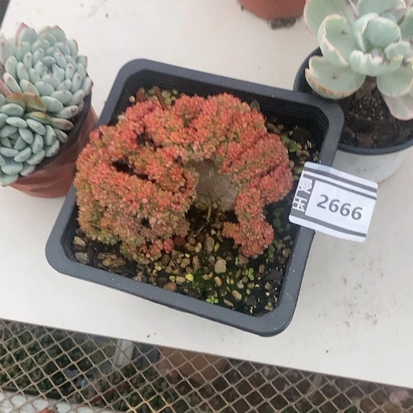 【闪购商品】粉姬莲2666
