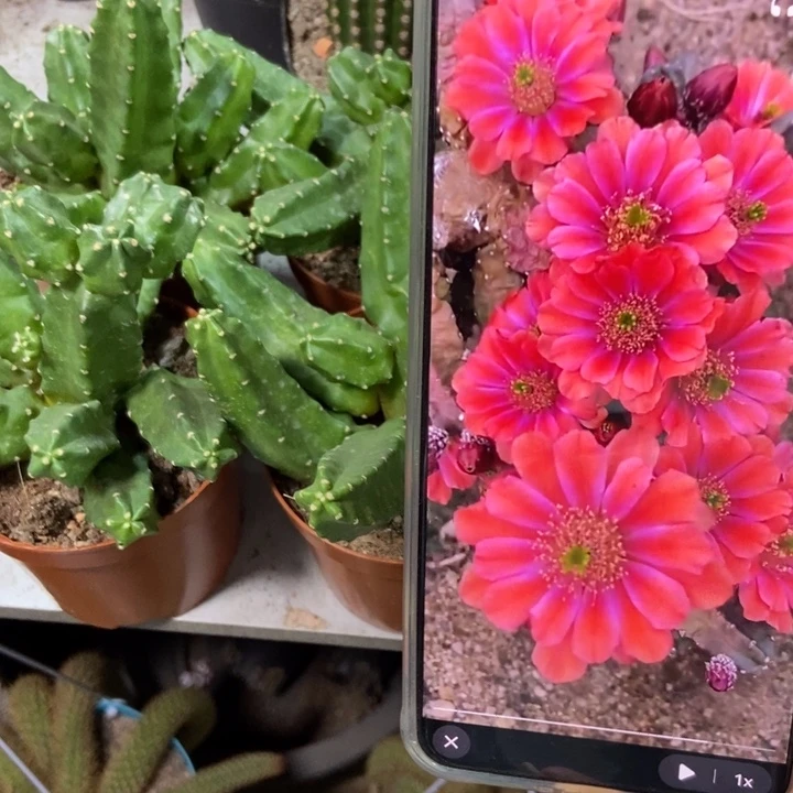 仙人球桃太郎一盆