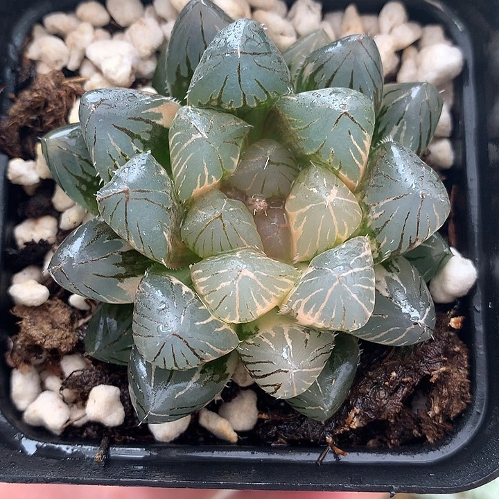 龙爪玉露锦一物一拍