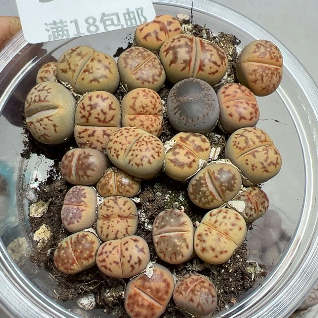 【闪购商品】 559.