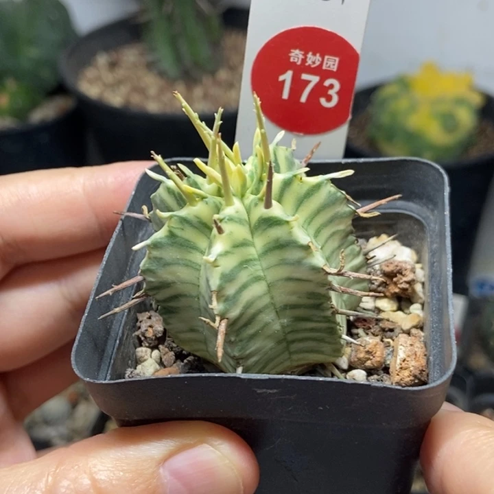 强刺斑马锦一颗仙人球