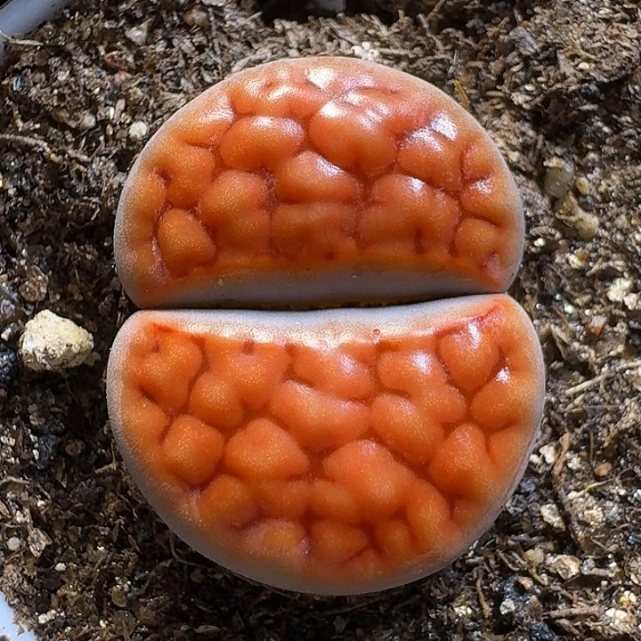 生石花111112。   335