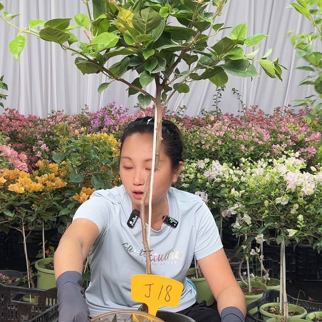 优***优当前无花栽培后可以开花J18变色龙