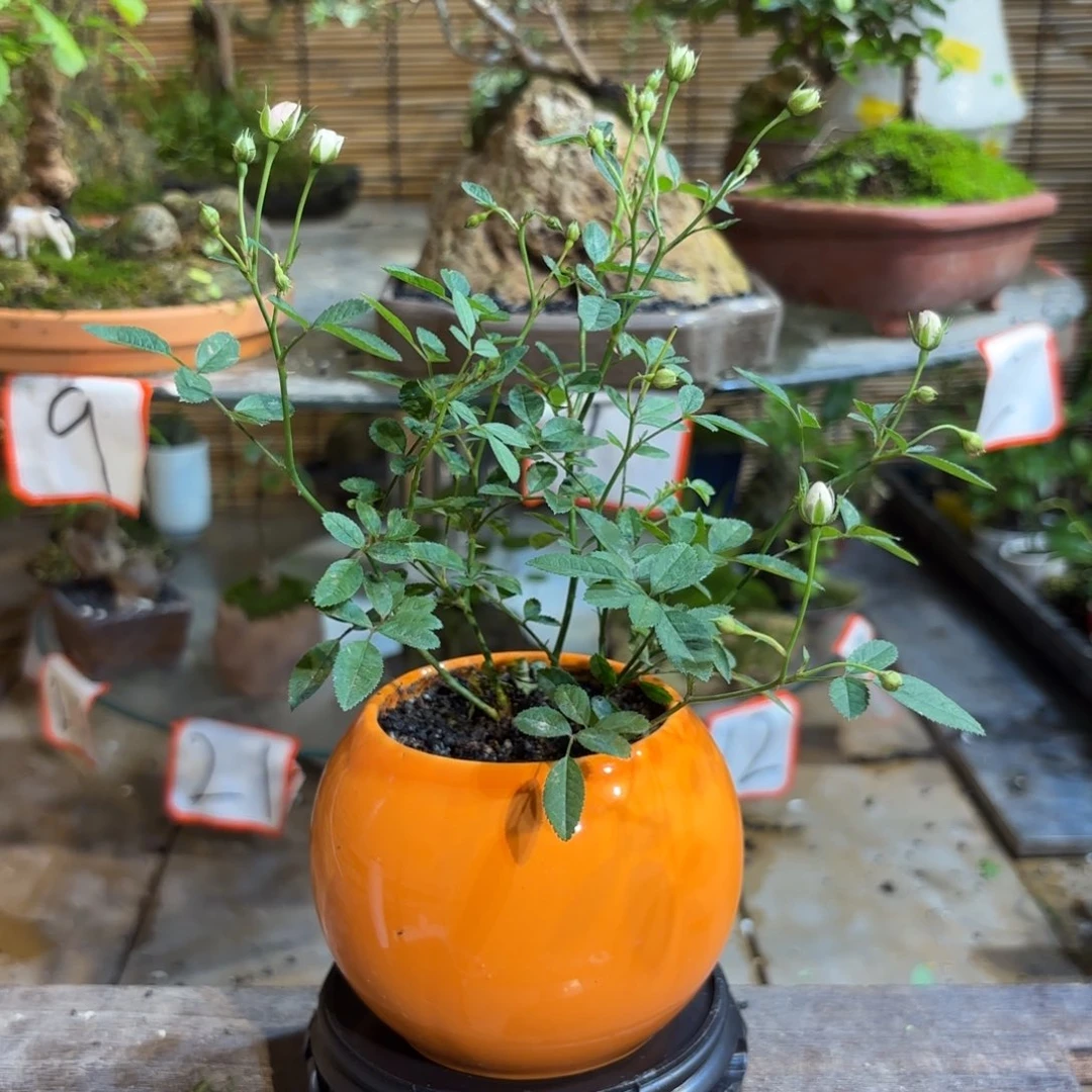 无花朵霖*退款拉黑 一物一拍41