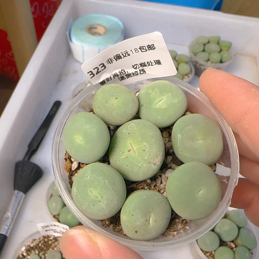 323号，大号红嘴，18包邮