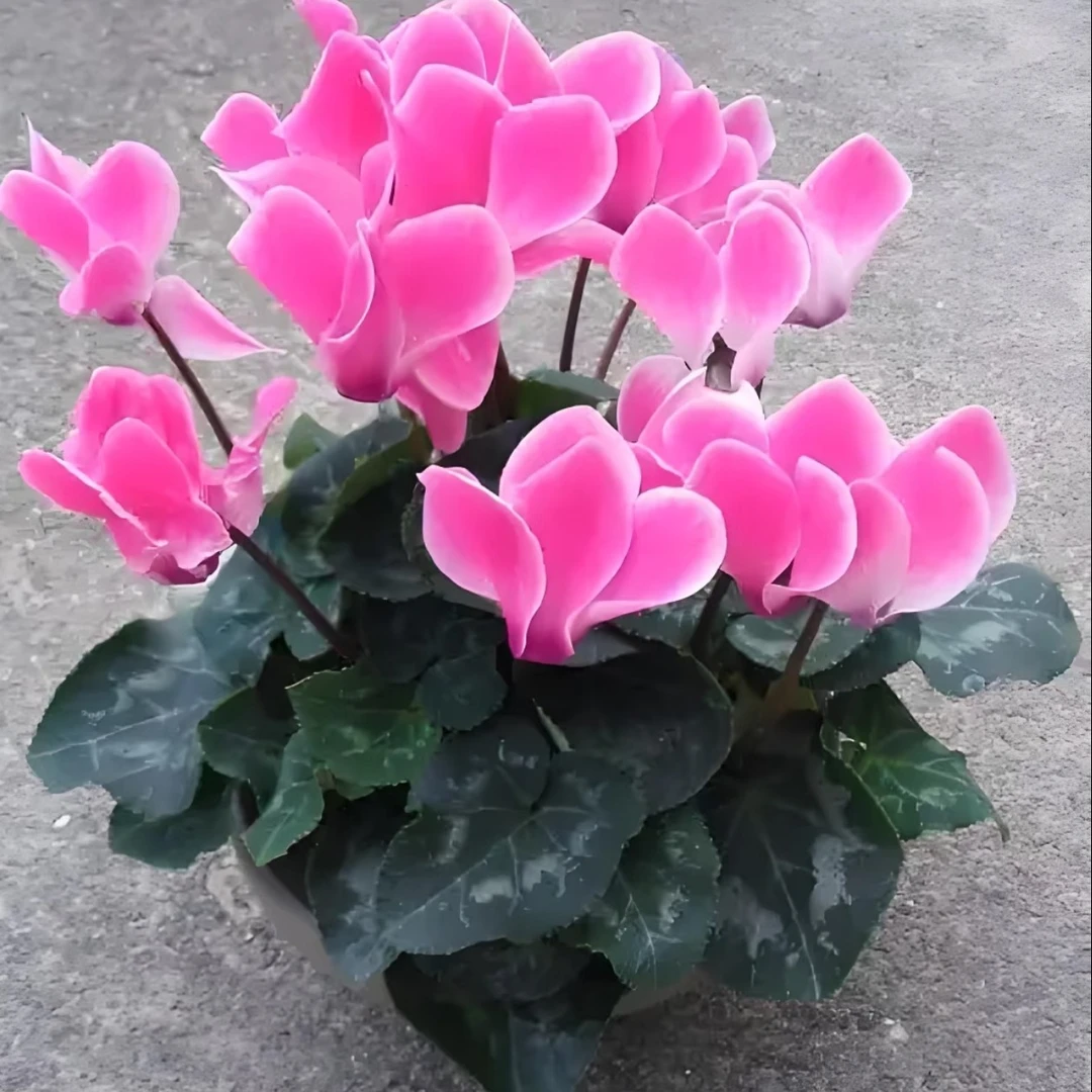 大花仙客来带花苞发货四季开花兔耳朵盆栽室内花卉两颗