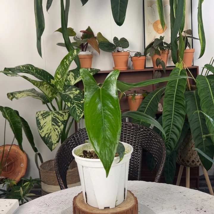 不开花植物原桩进口小羊皮叶长25