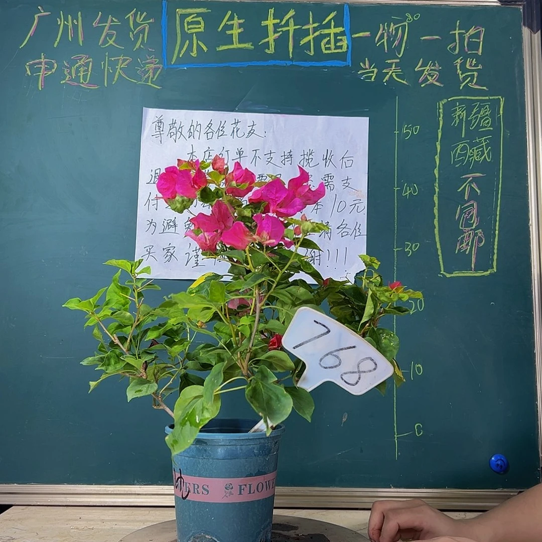 当前无花栽培后可以开花 双杆 红九月  768