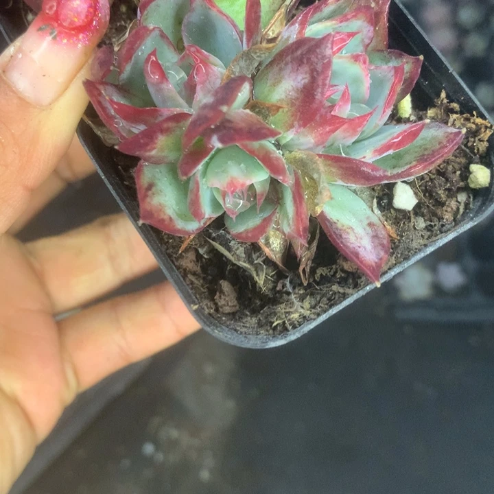 惊鸿仙子群。 （满9.99包邮不满9.99发叶子）