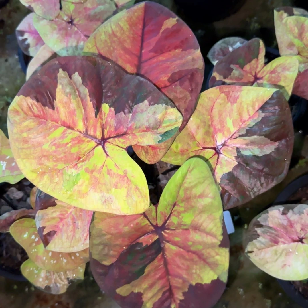 150-1110泰国发货暮光