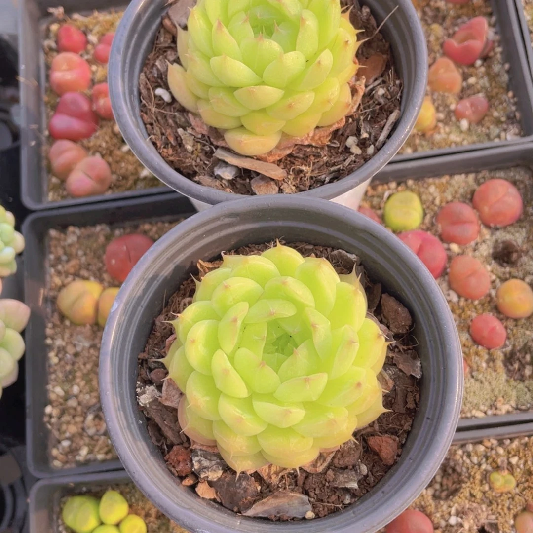 194号 睫毛绿透珍妮一个