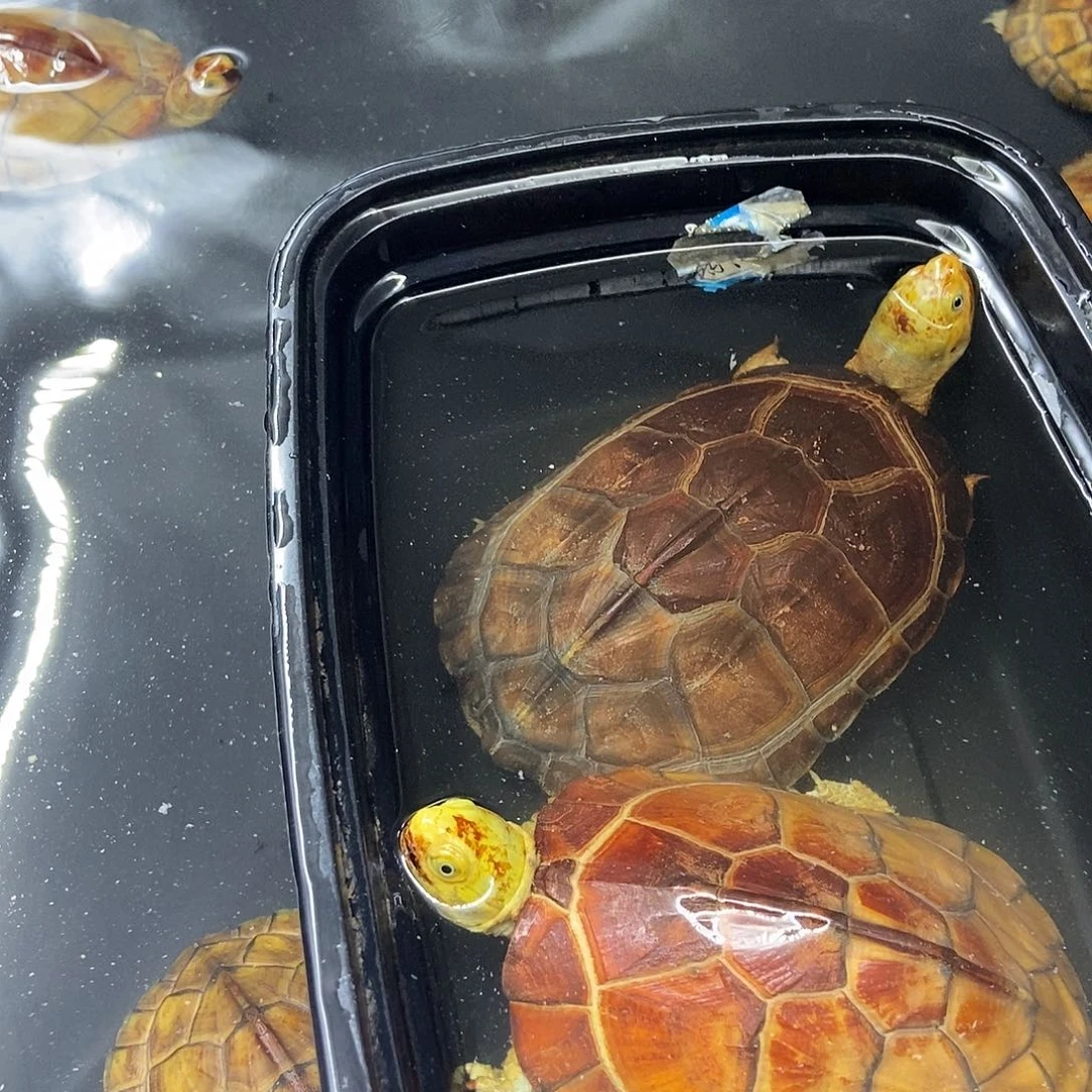 母绿毛龟不分公母，一在小青