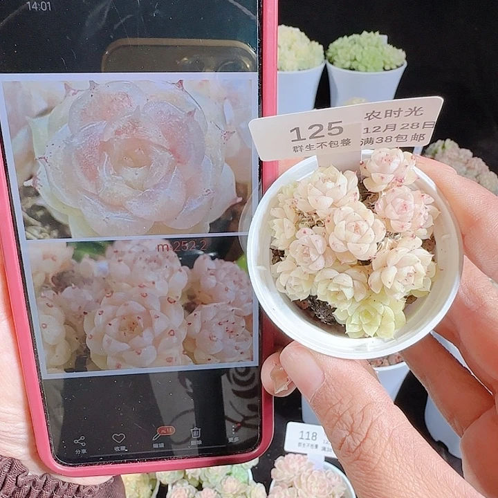 1228-125m1-252-2麦杆