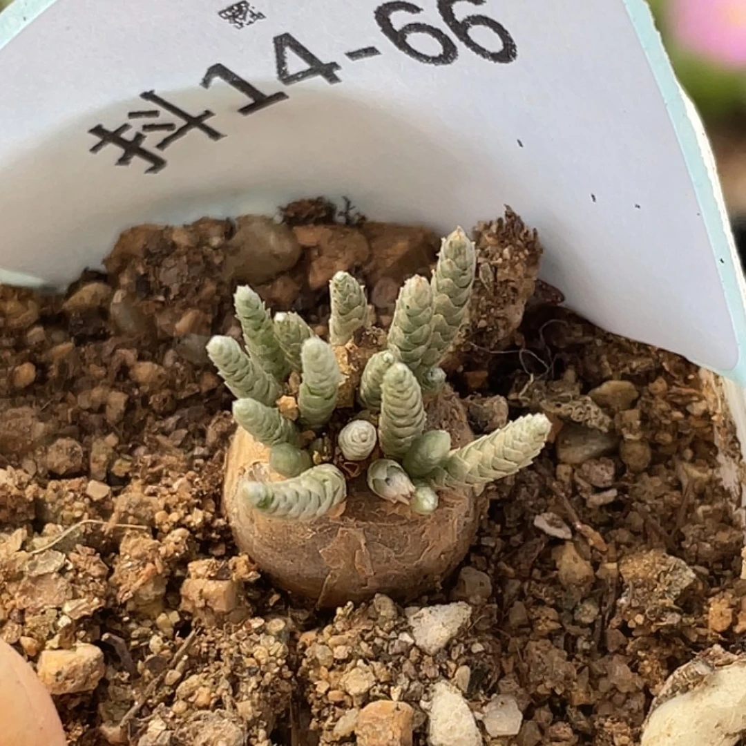 14-66韧劲多肉植物