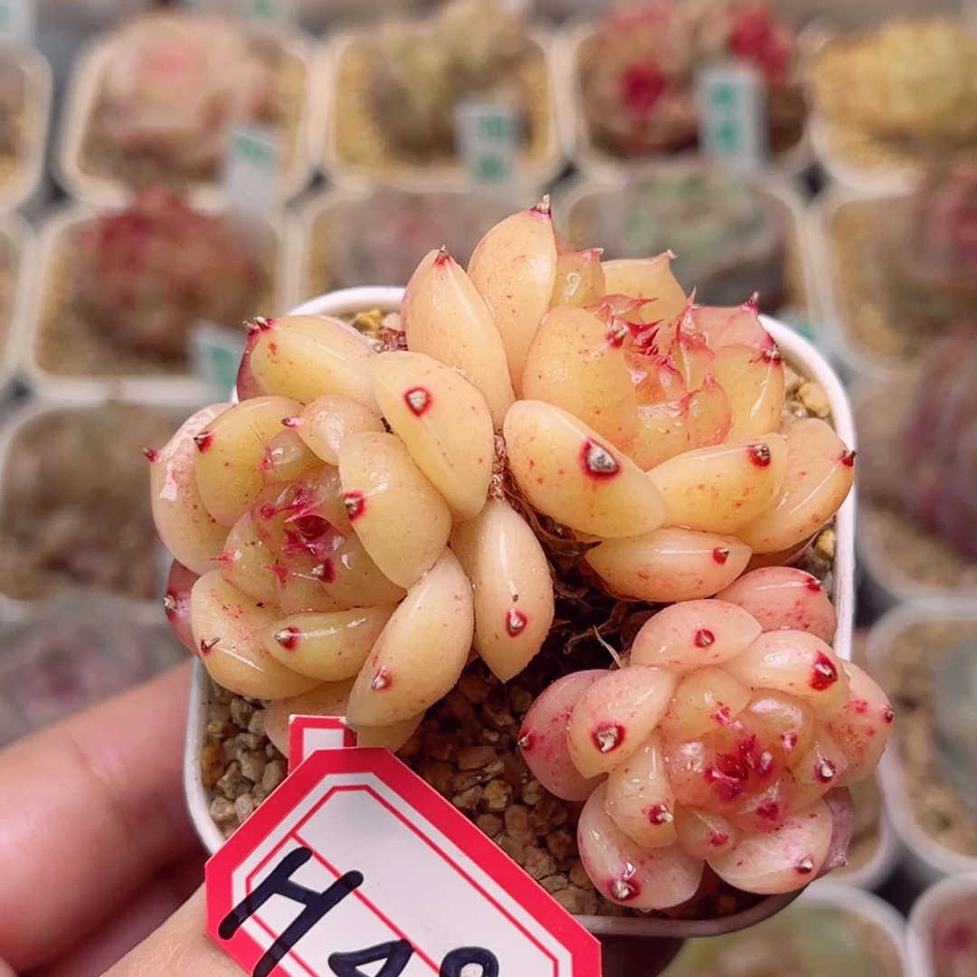 H49一物一拍 小金猪