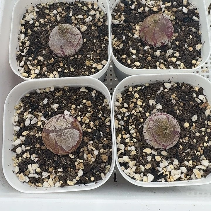 老马生石花2.2灯泡423