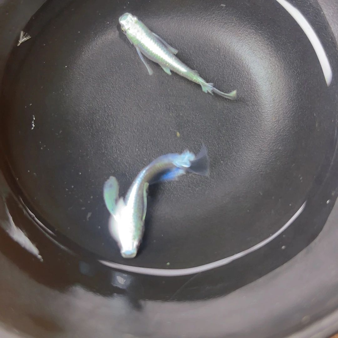 青鳉真长天使之翼，2号链接