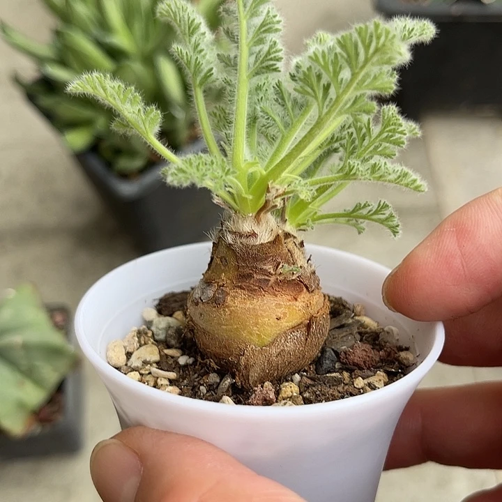 无花朵实生羽叶洋葵块根
