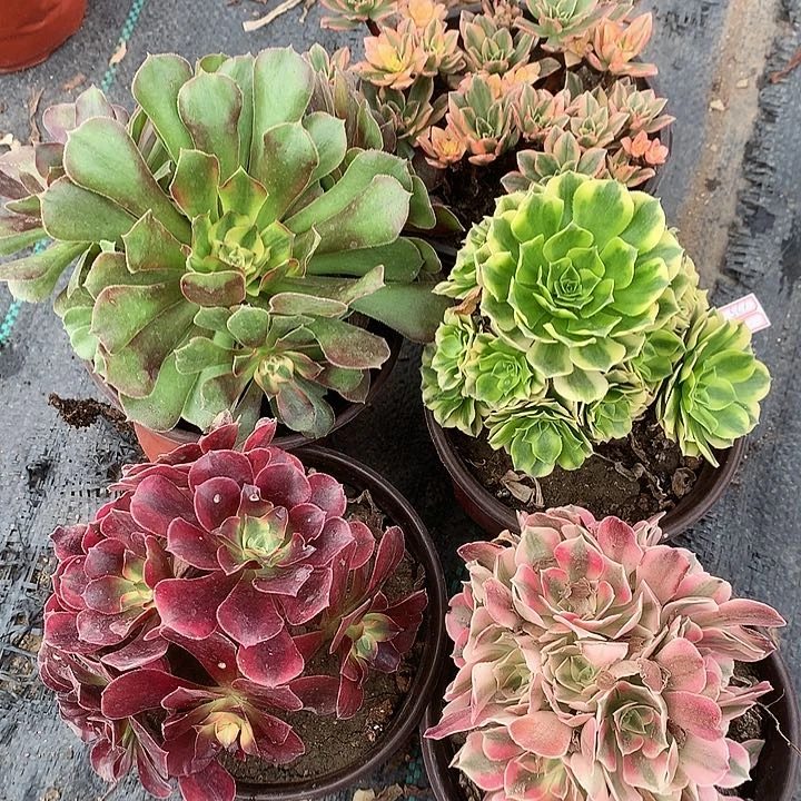 502五棵多肉植物