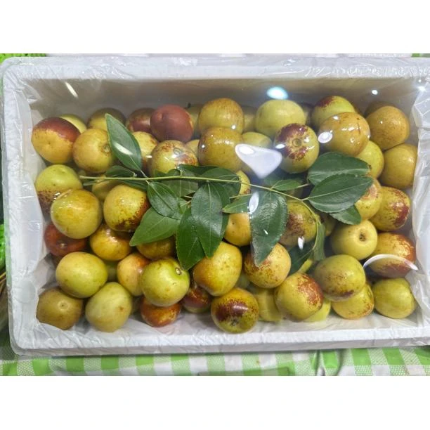 大荔冬枣一件净重2.8斤香甜脆爽